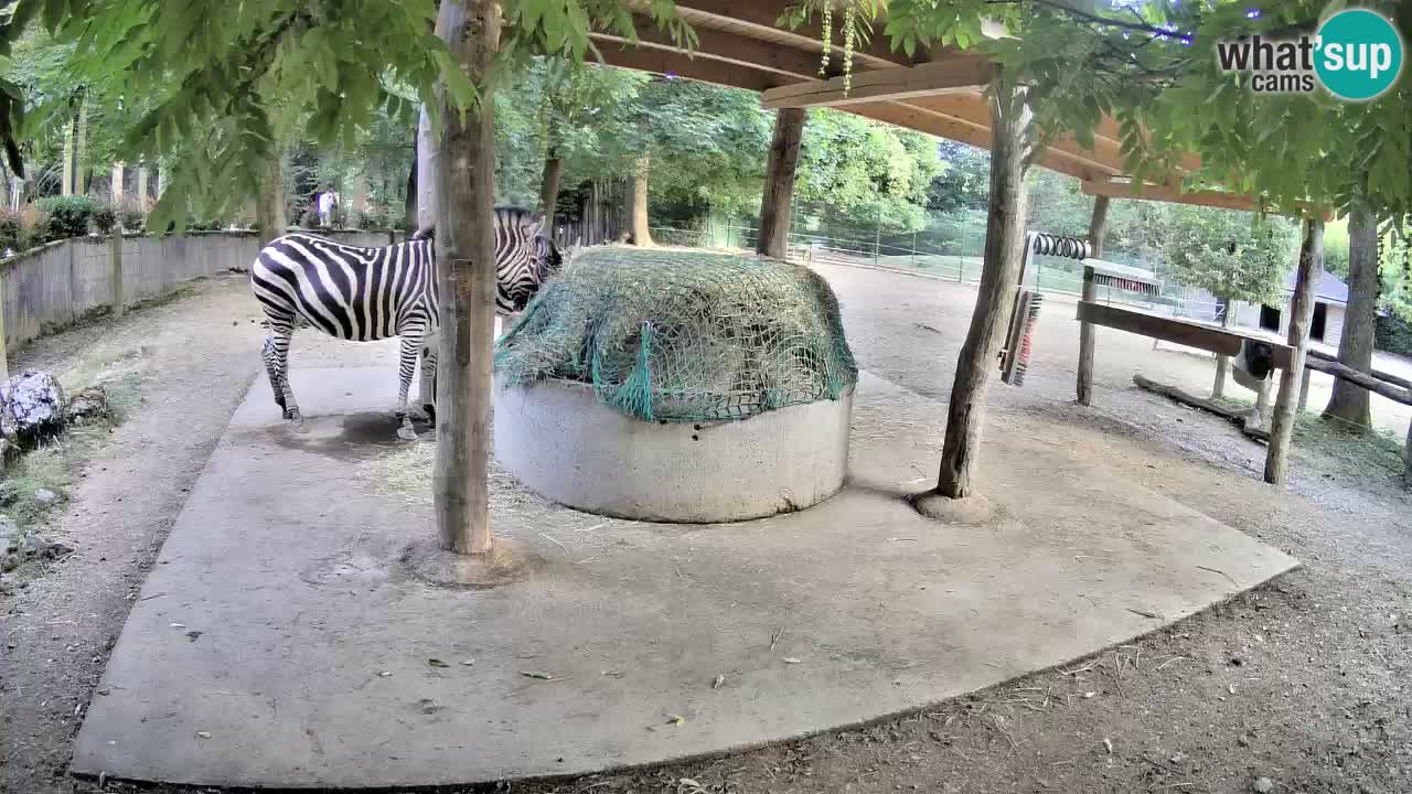 Live webcam Zebras in Ljubljana ZOO – Slovenia