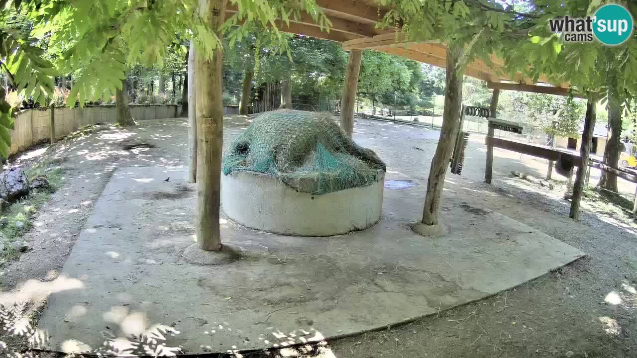 Live webcam Zebras in Ljubljana ZOO – Slovenia