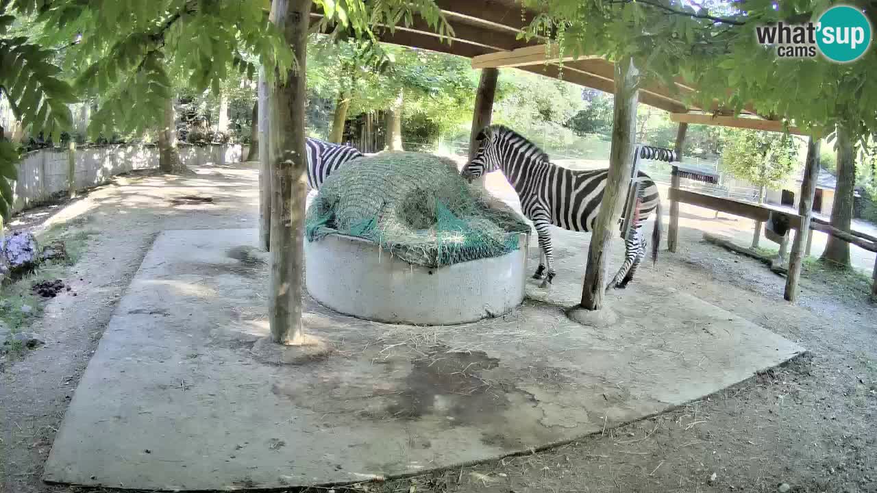 Le Zebre nello ZOO di Ljubljana – Slovenia Live webcam