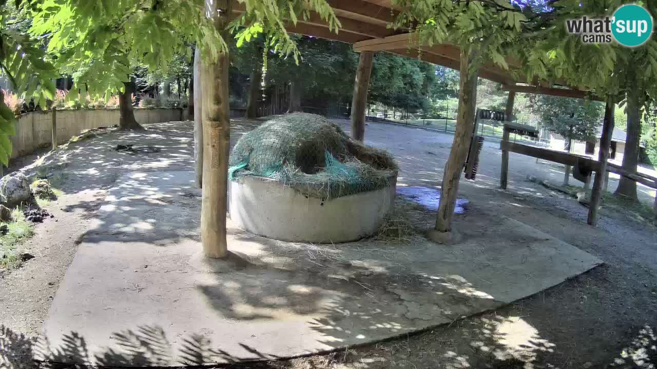 Live webcam Zebras in Ljubljana ZOO – Slovenia
