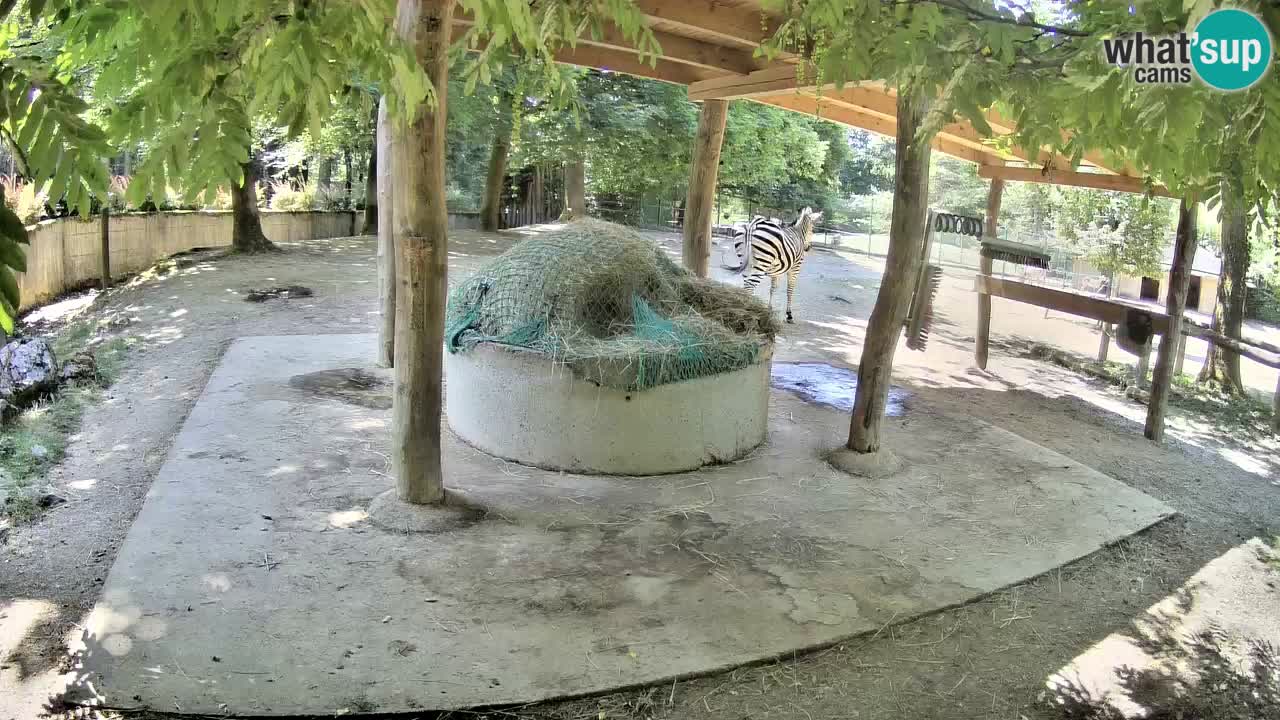Le Zebre nello ZOO di Ljubljana – Slovenia Live webcam