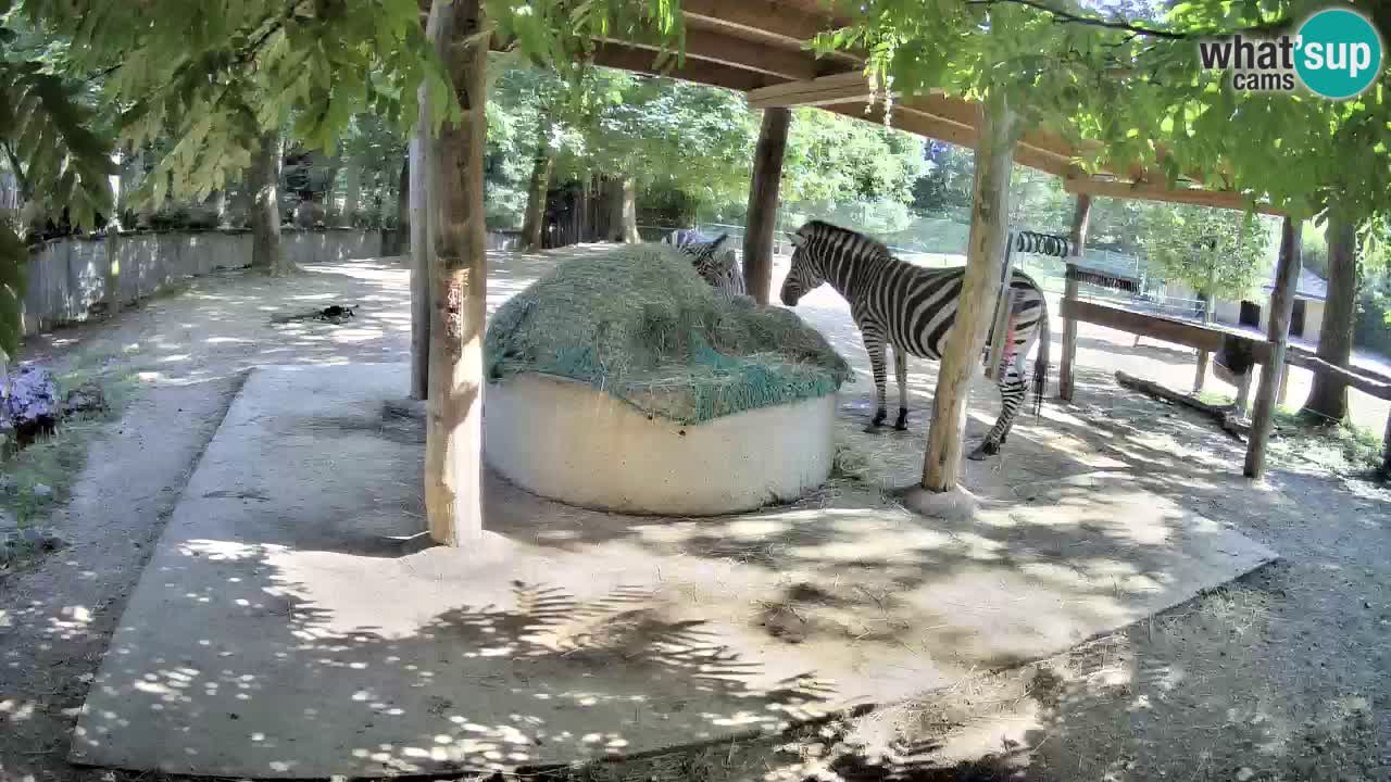 Web kamera uživo Zebras u ZOO Ljubljana – Slovenija