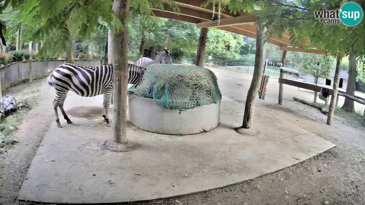 Live webcam Zebras in Ljubljana ZOO – Slovenia