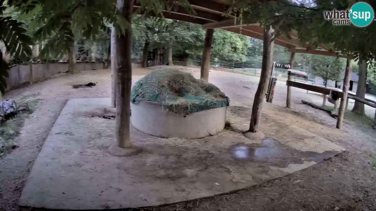 Zebre v živo v živalskem vrtu Ljubljana ZOO spletne kamere