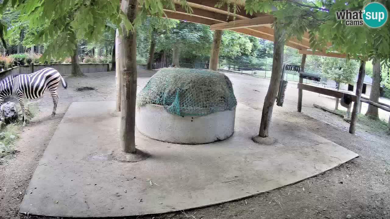 Camera en vivo Cebras in Ljubljana ZOO – Eslovenia