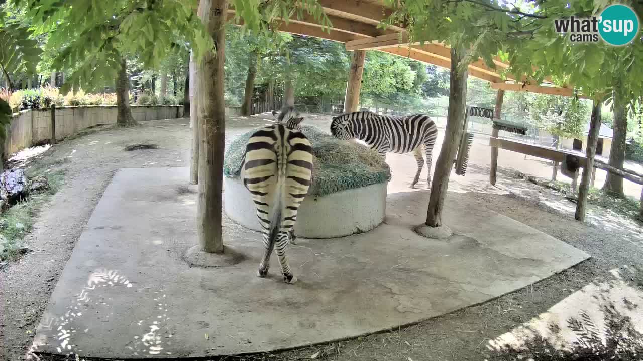 Live webcam Zebras in Ljubljana ZOO – Slovenia