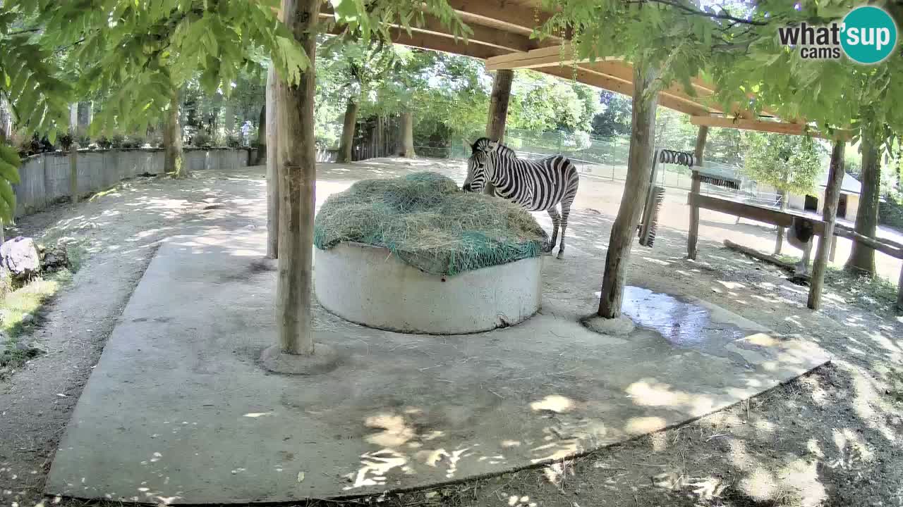 Live webcam Zebras in Ljubljana ZOO – Slovenia