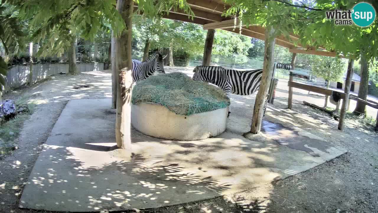 Live webcam Zebras in Ljubljana ZOO – Slovenia