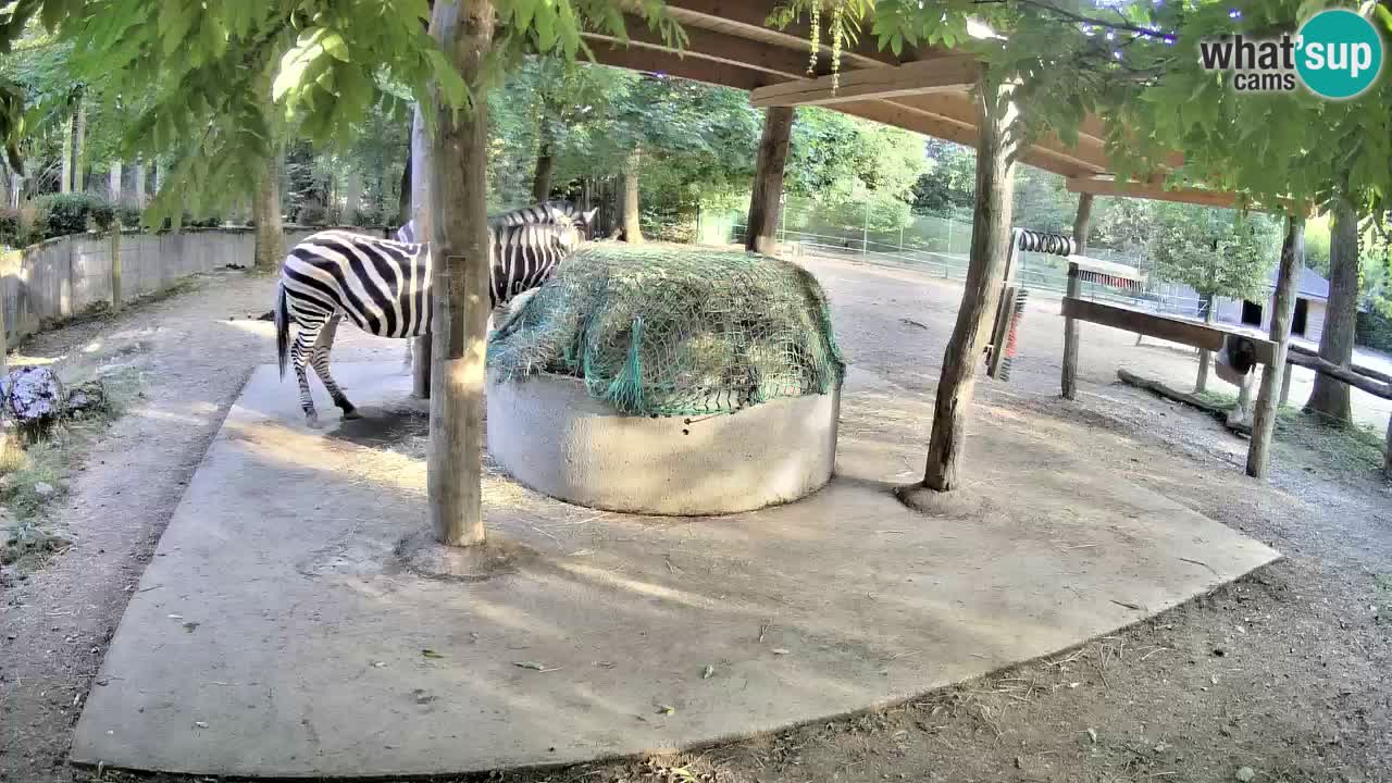 Live Webcam Zebras in Ljubljana ZOO – Slowenien