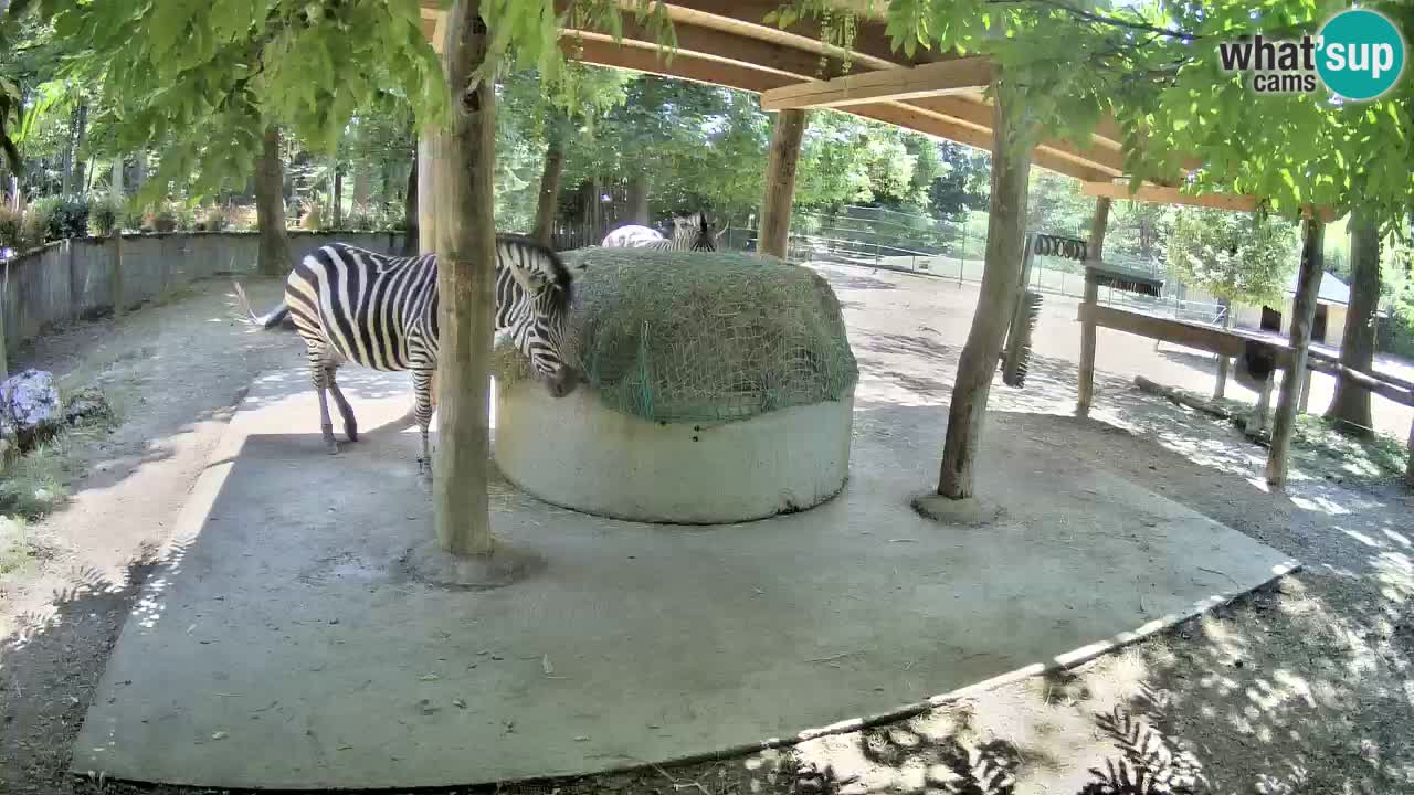 Zebre v živo v živalskem vrtu Ljubljana ZOO spletne kamere