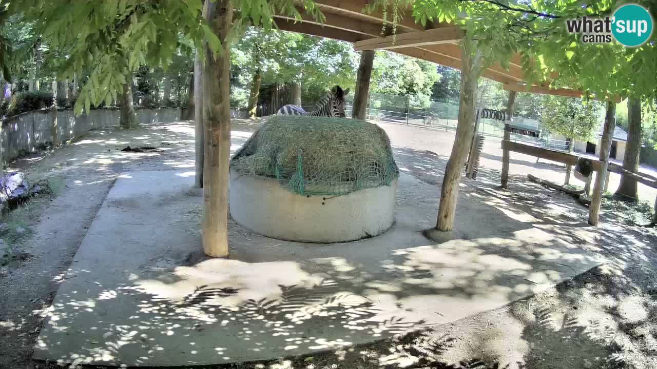 Zebre v živo v živalskem vrtu Ljubljana ZOO spletne kamere