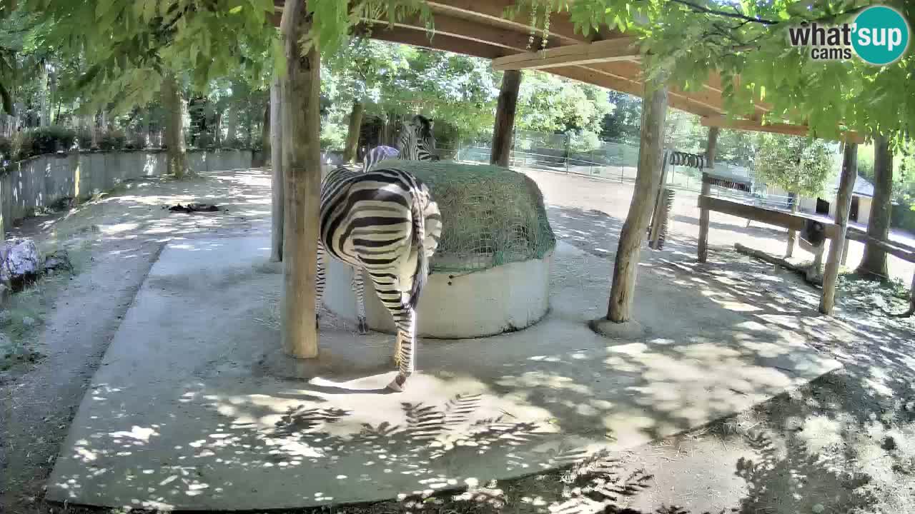 Web kamera uživo Zebras u ZOO Ljubljana – Slovenija