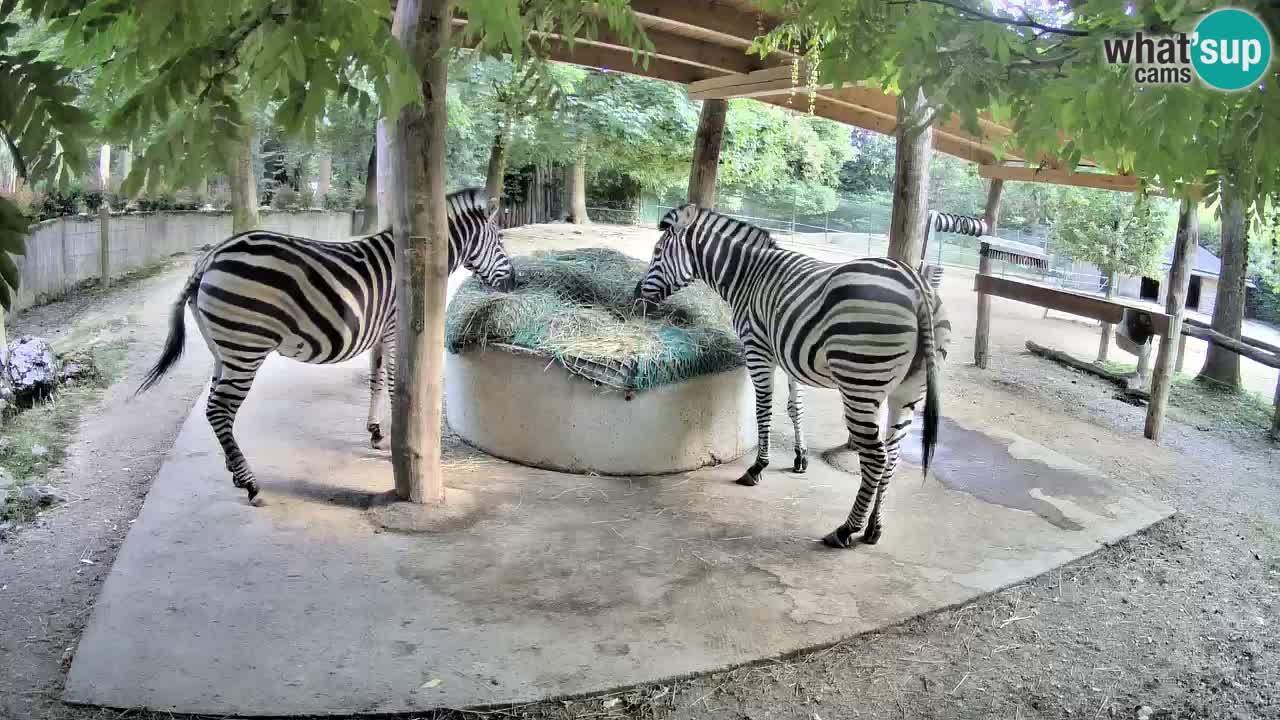 Live webcam Zebras in Ljubljana ZOO – Slovenia