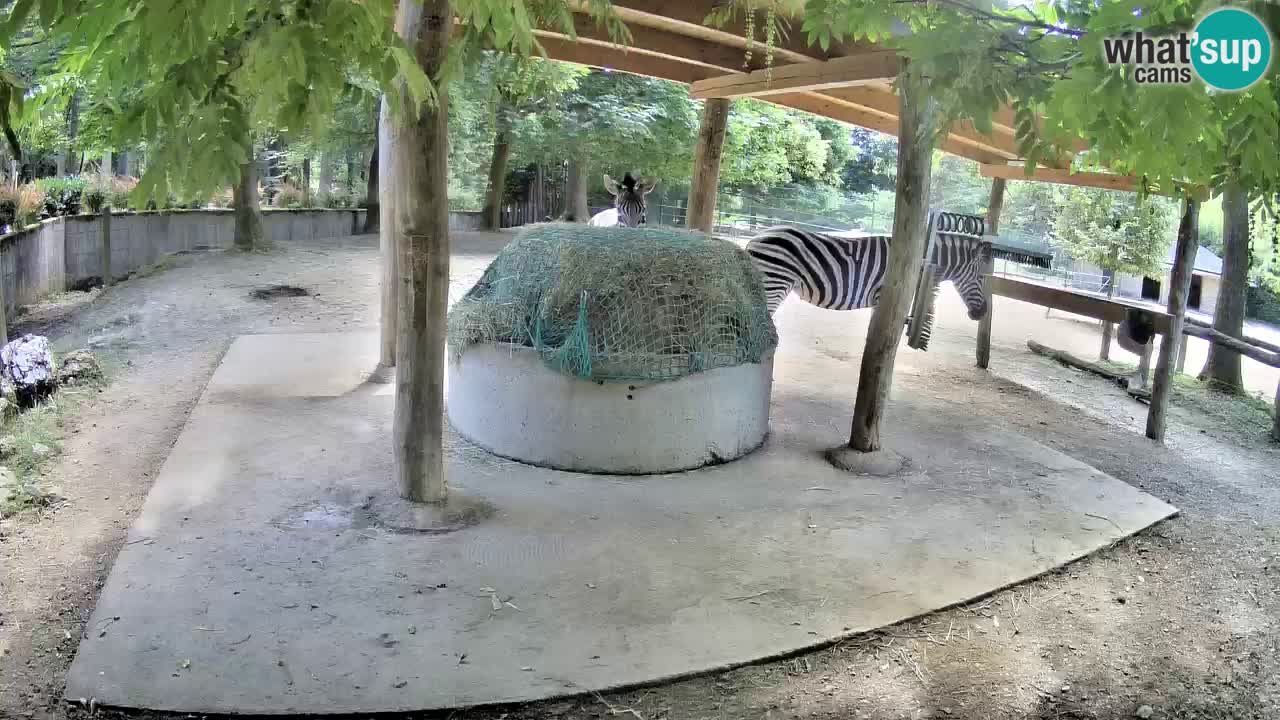Le Zebre nello ZOO di Ljubljana – Slovenia Live webcam