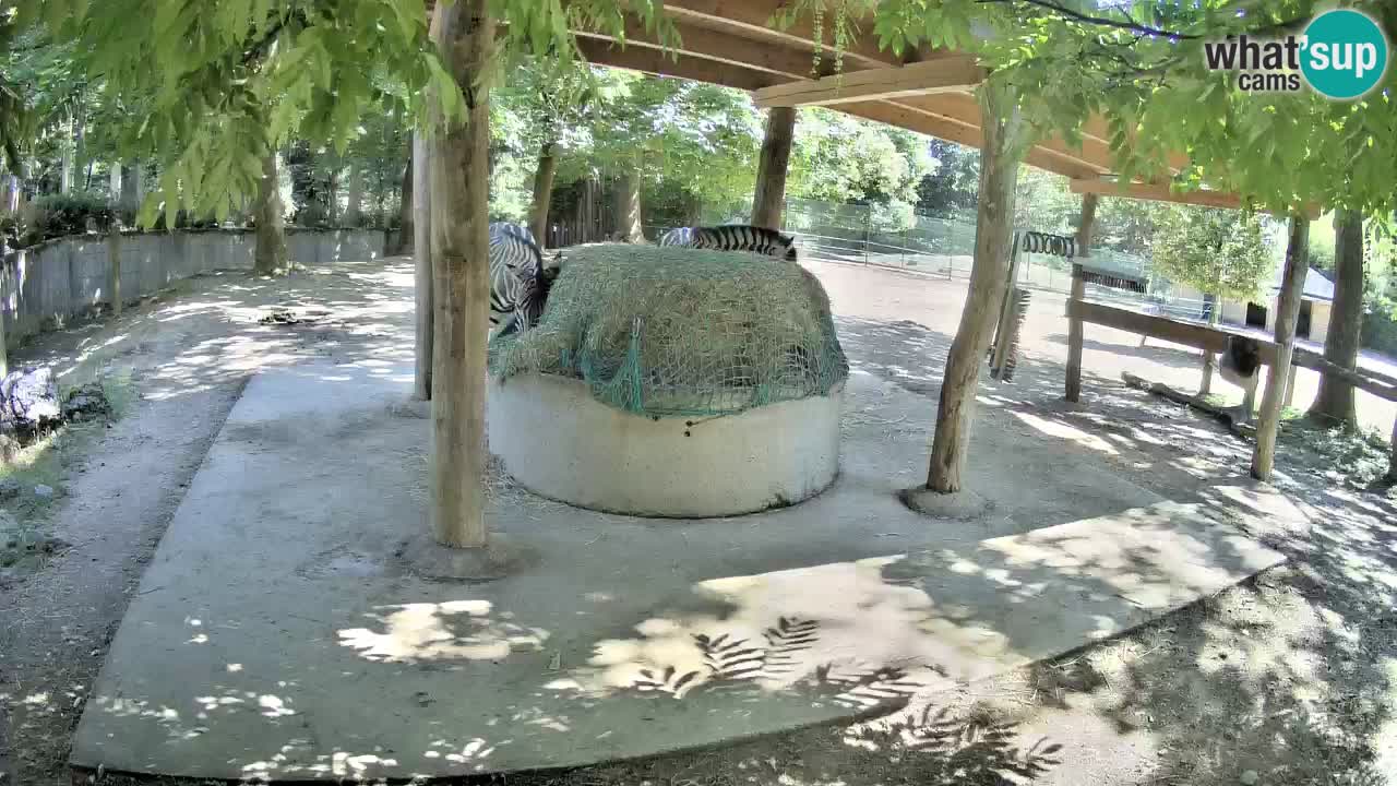 Le Zebre nello ZOO di Ljubljana – Slovenia Live webcam