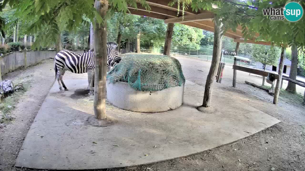 Live webcam Les zèbres in Ljubljana ZOO – Slovénie
