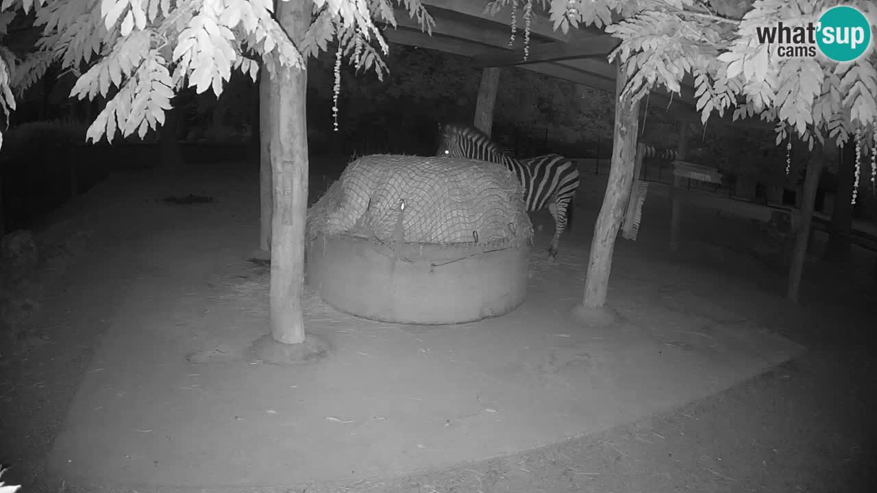 Live webcam Zebras in Ljubljana ZOO – Slovenia