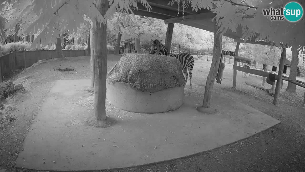 Web kamera uživo Zebras u ZOO Ljubljana – Slovenija