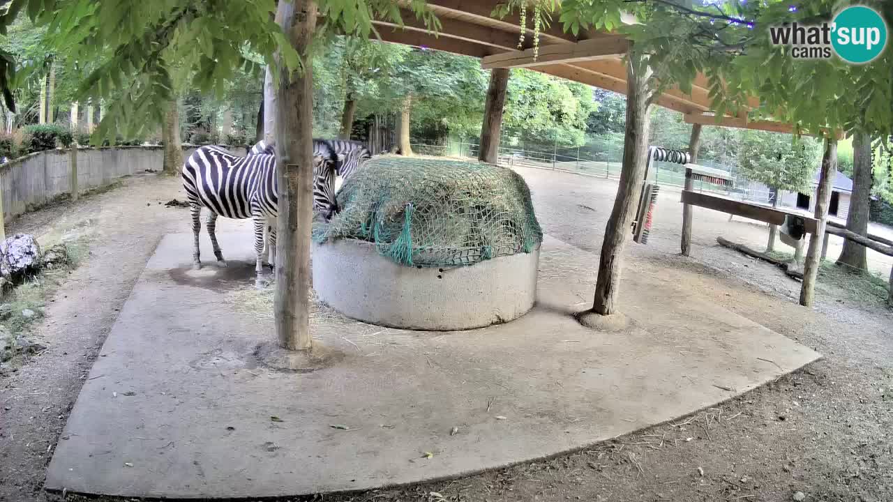 Zebre v živo v živalskem vrtu Ljubljana ZOO spletne kamere