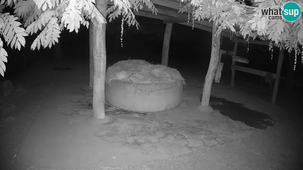 Live webcam Zebras in Ljubljana ZOO – Slovenia