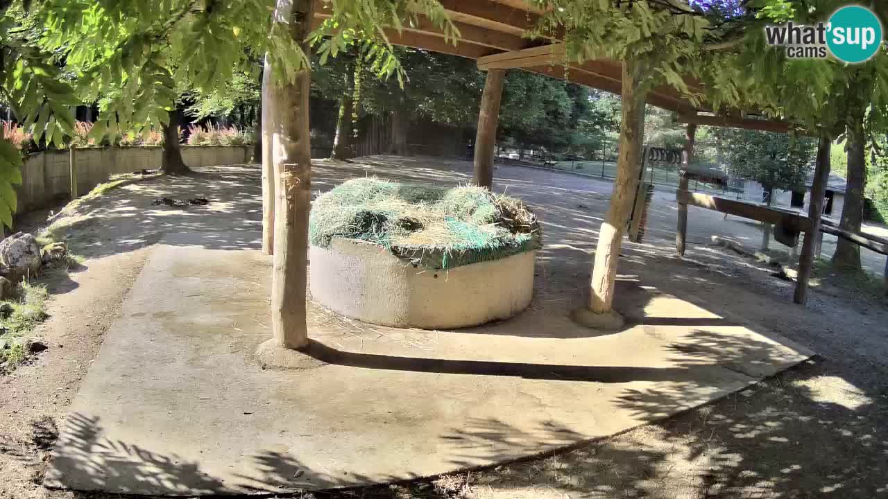 Live webcam Zebras in Ljubljana ZOO – Slovenia