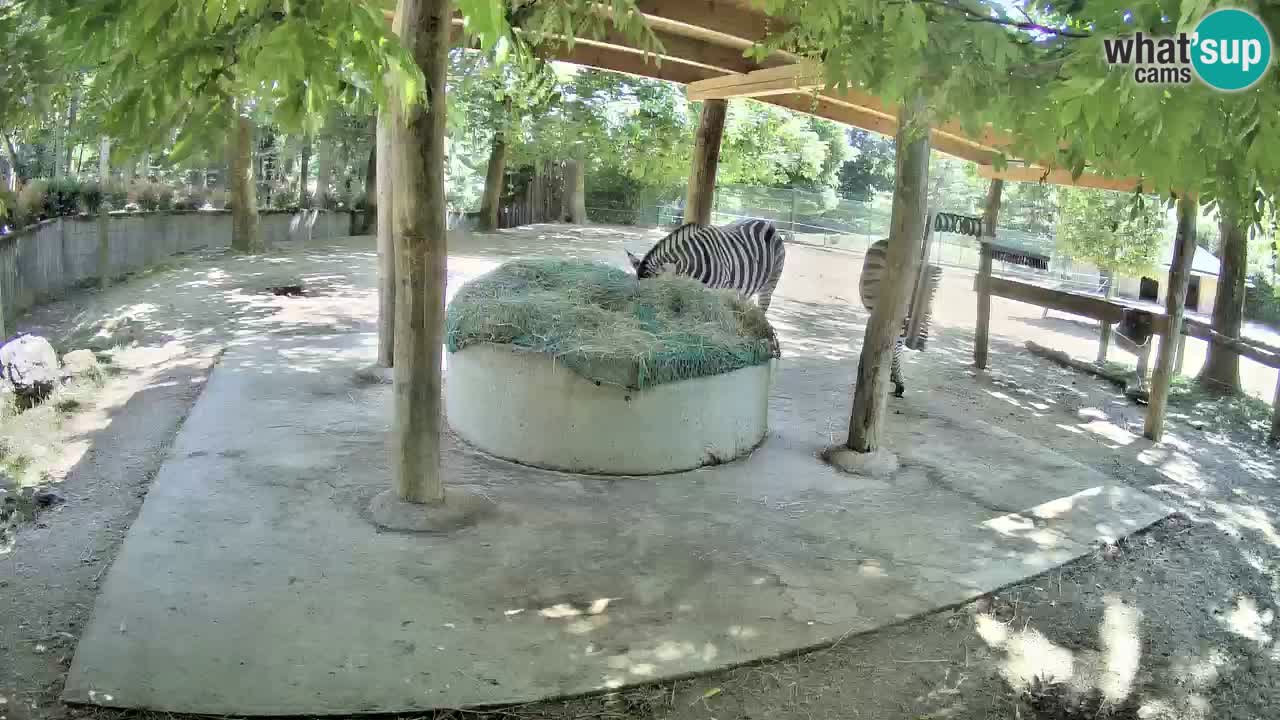 Live webcam Zebras in Ljubljana ZOO – Slovenia