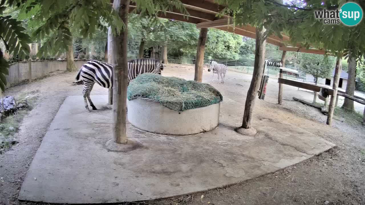 Live webcam Zebras in Ljubljana ZOO – Slovenia