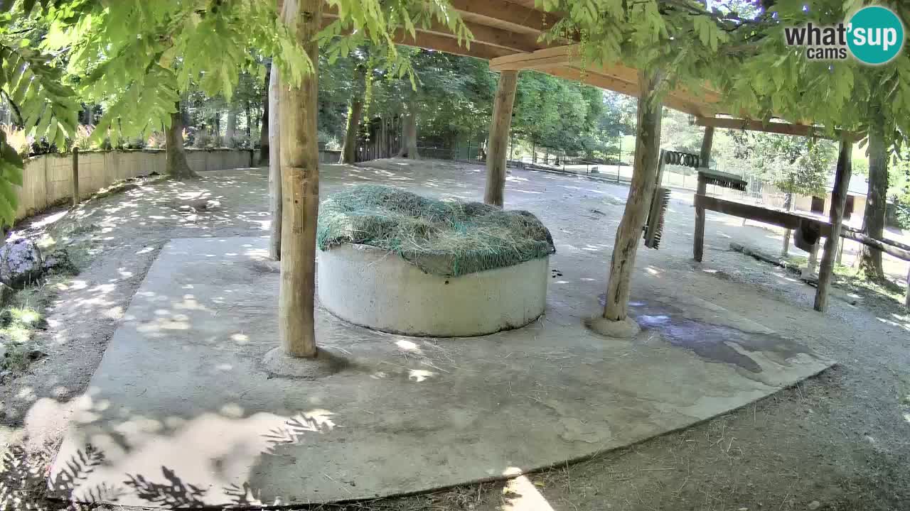 Live webcam Zebras in Ljubljana ZOO – Slovenia