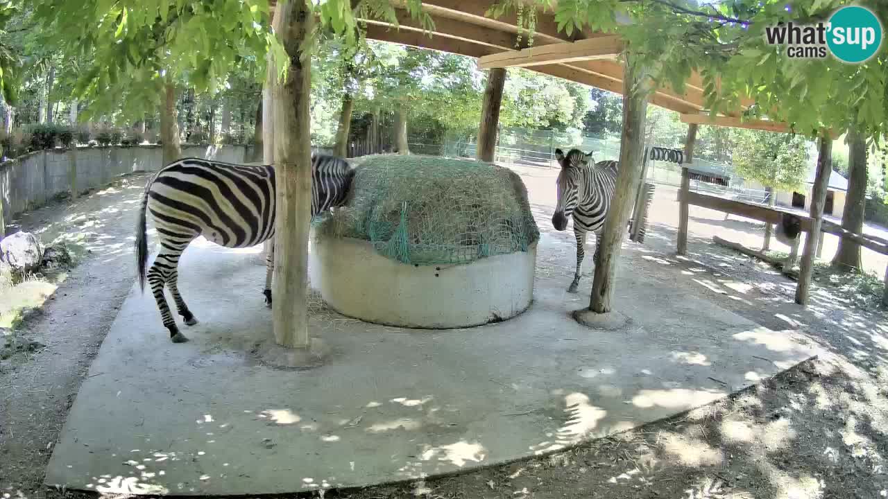 Le Zebre nello ZOO di Ljubljana – Slovenia Live webcam
