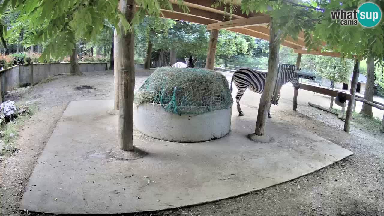 Web kamera uživo Zebras u ZOO Ljubljana – Slovenija