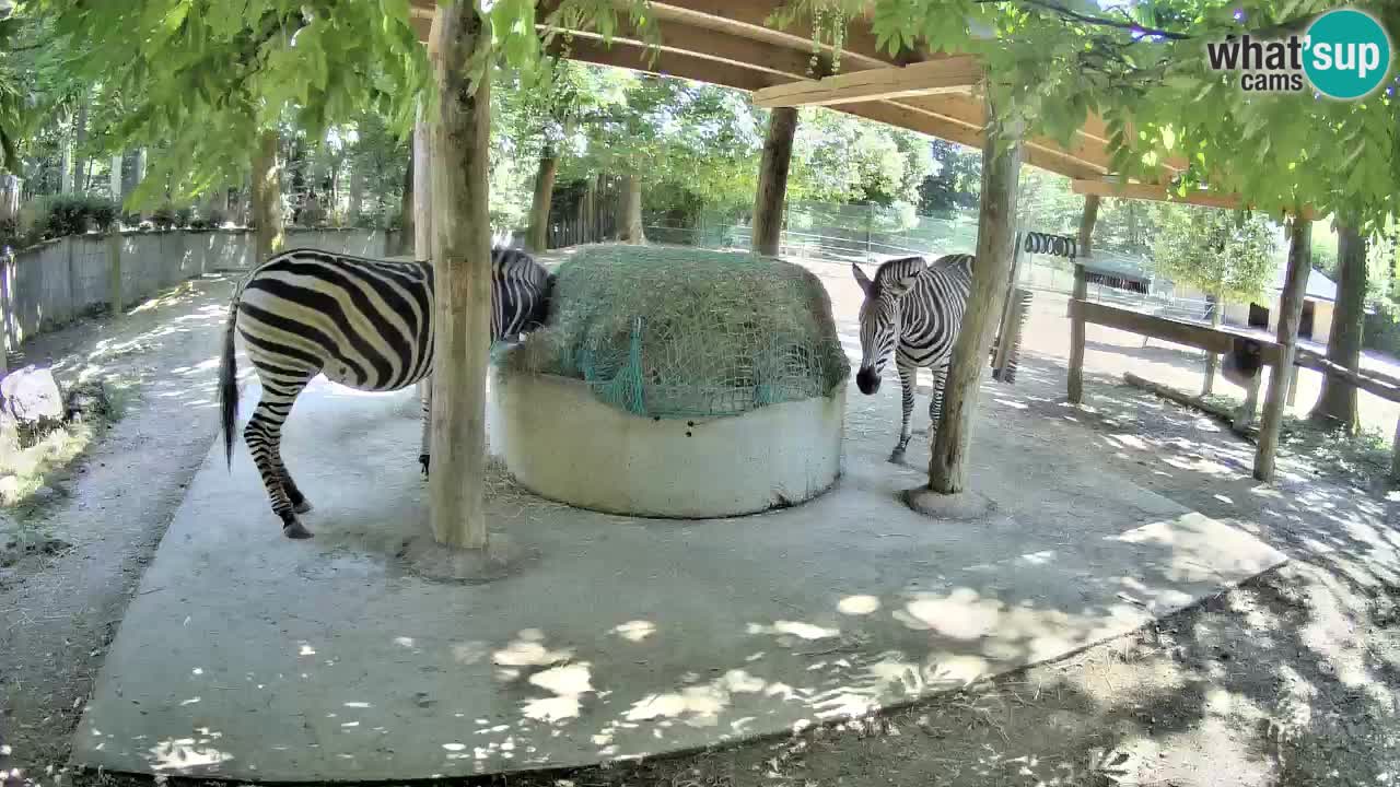 Live webcam Les zèbres in Ljubljana ZOO – Slovénie
