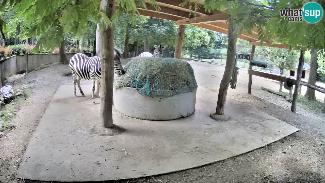 Live webcam Zebras in Ljubljana ZOO – Slovenia