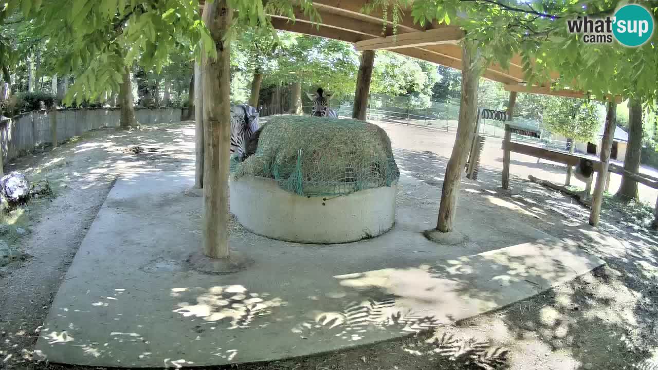 Live webcam Les zèbres in Ljubljana ZOO – Slovénie