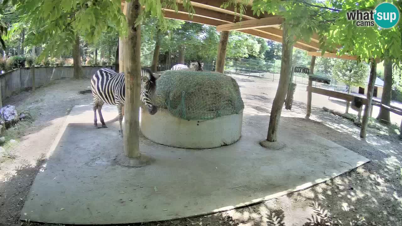 Live webcam Zebras in Ljubljana ZOO – Slovenia