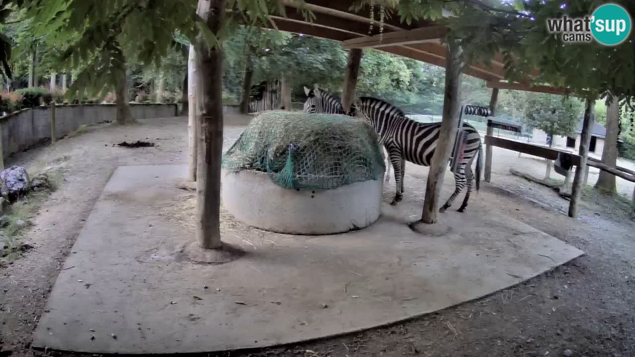 Live webcam Zebras in Ljubljana ZOO – Slovenia