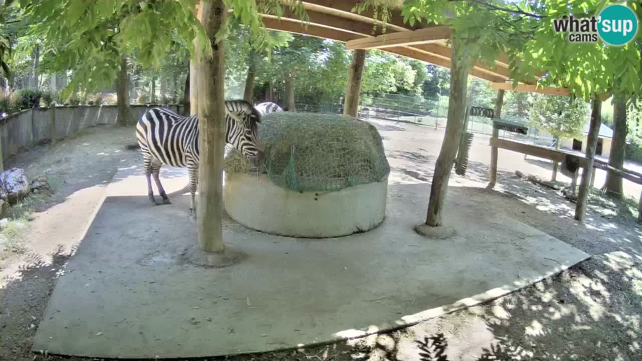 Web kamera uživo Zebras u ZOO Ljubljana – Slovenija