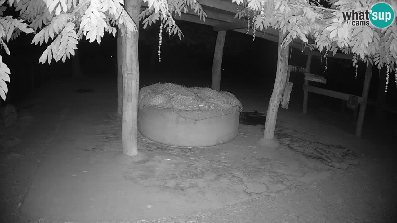 Live webcam Zebras in Ljubljana ZOO – Slovenia