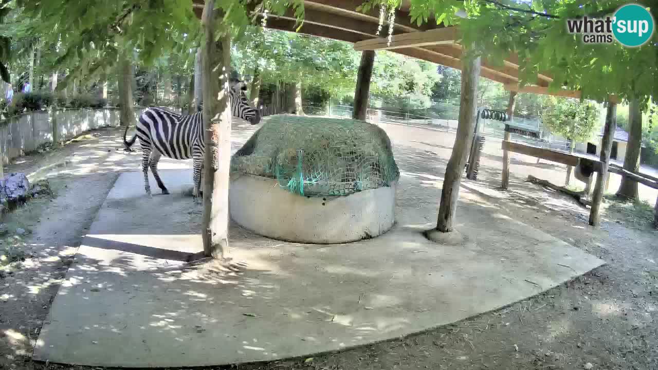 Live webcam Les zèbres in Ljubljana ZOO – Slovénie