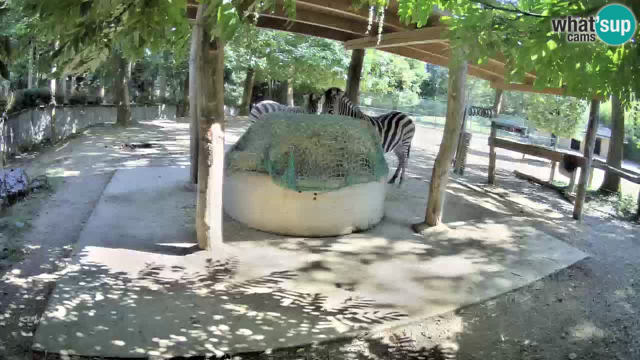 Live Webcam Zebras in Ljubljana ZOO – Slowenien