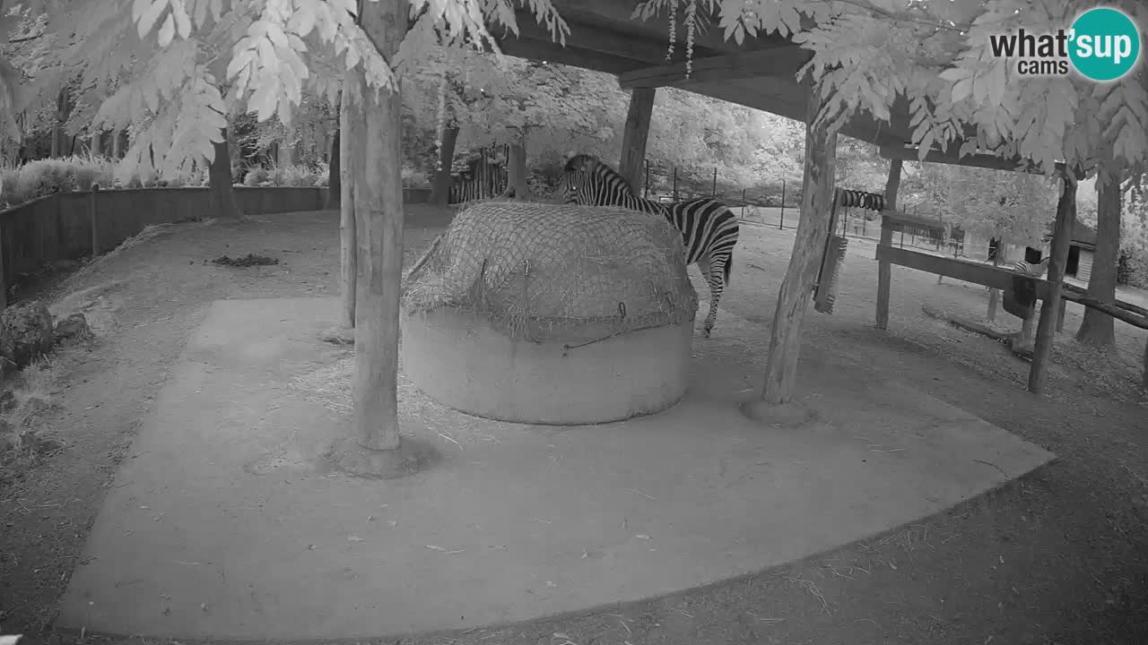 Camera en vivo Cebras in Ljubljana ZOO – Eslovenia