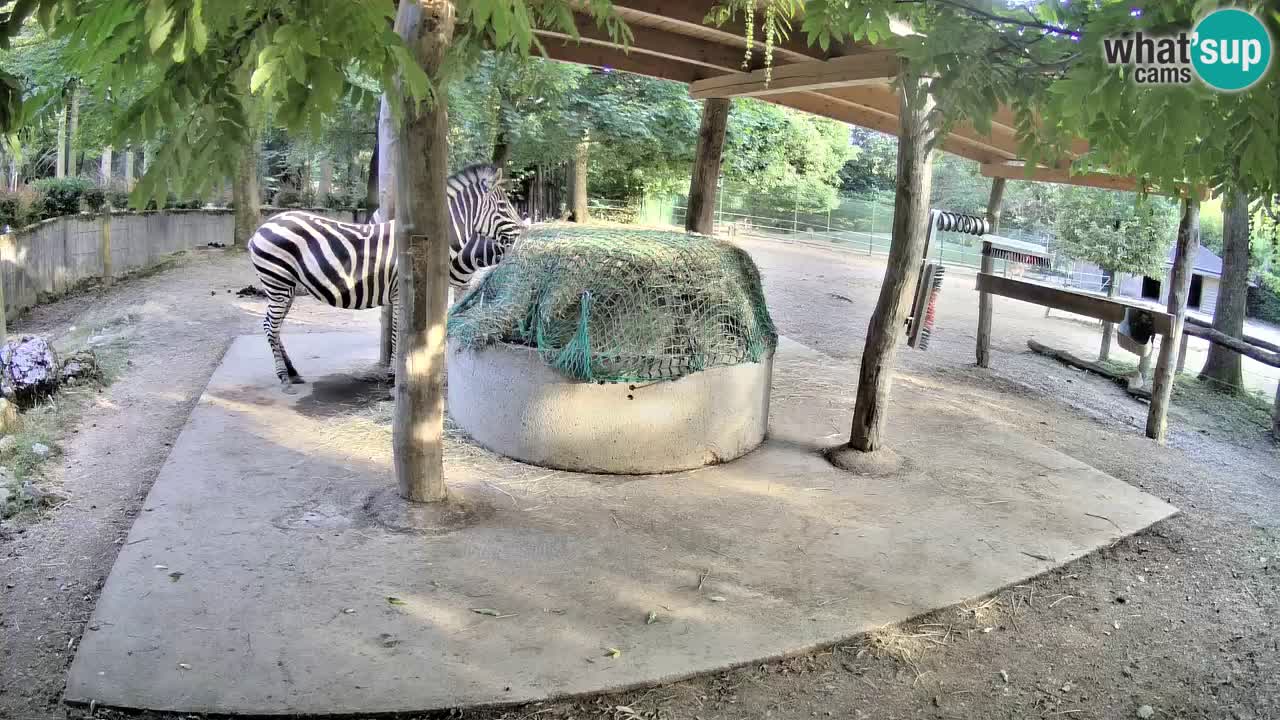 Le Zebre nello ZOO di Ljubljana – Slovenia Live webcam