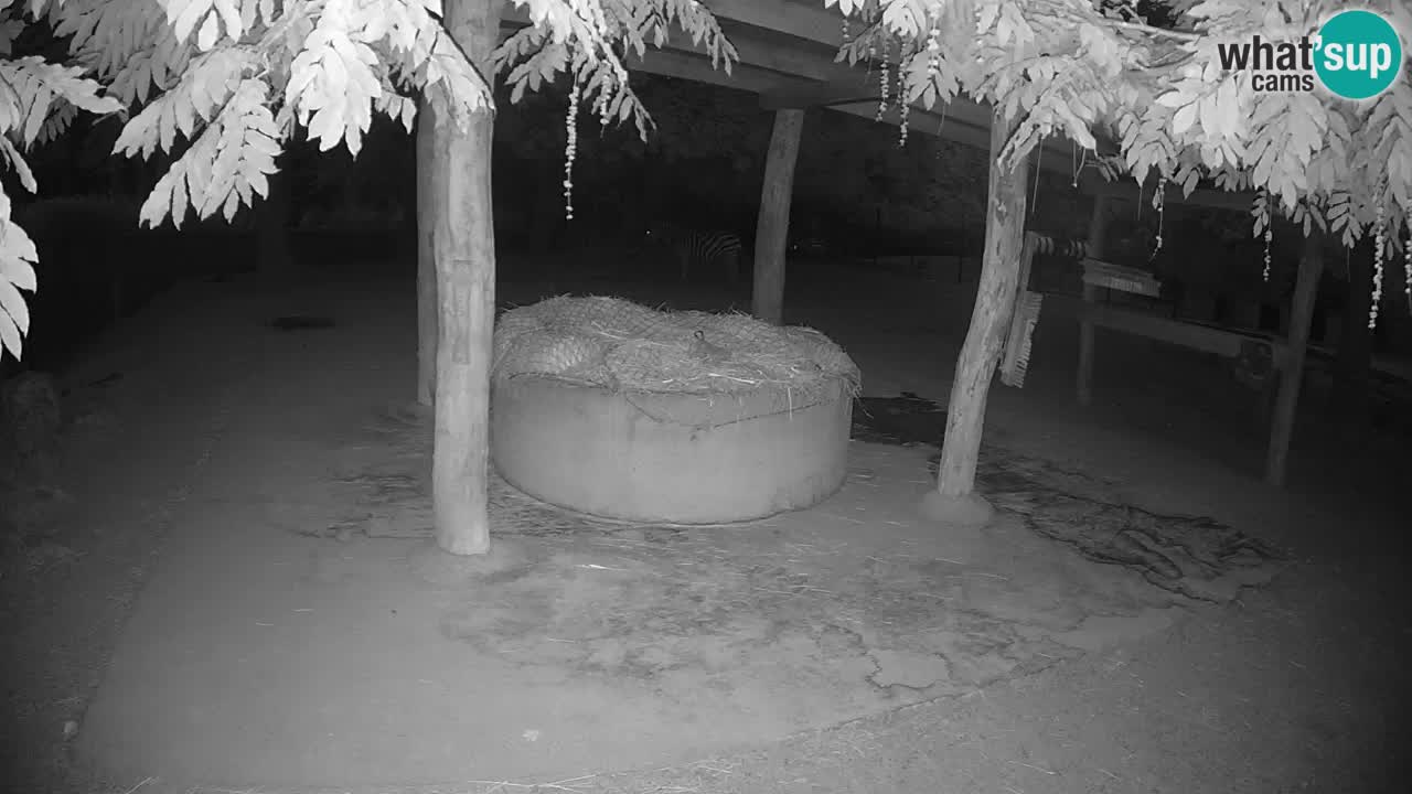 Live webcam Zebras in Ljubljana ZOO – Slovenia