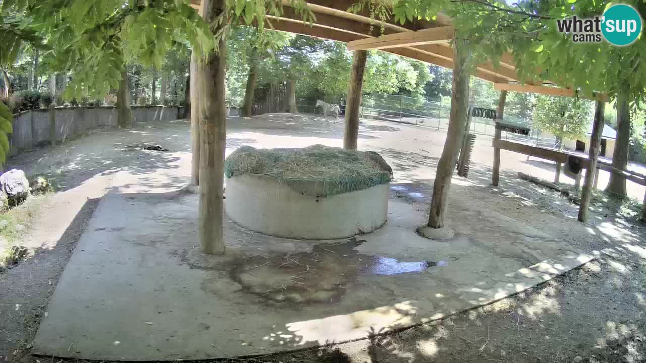 Live webcam Zebras in Ljubljana ZOO – Slovenia