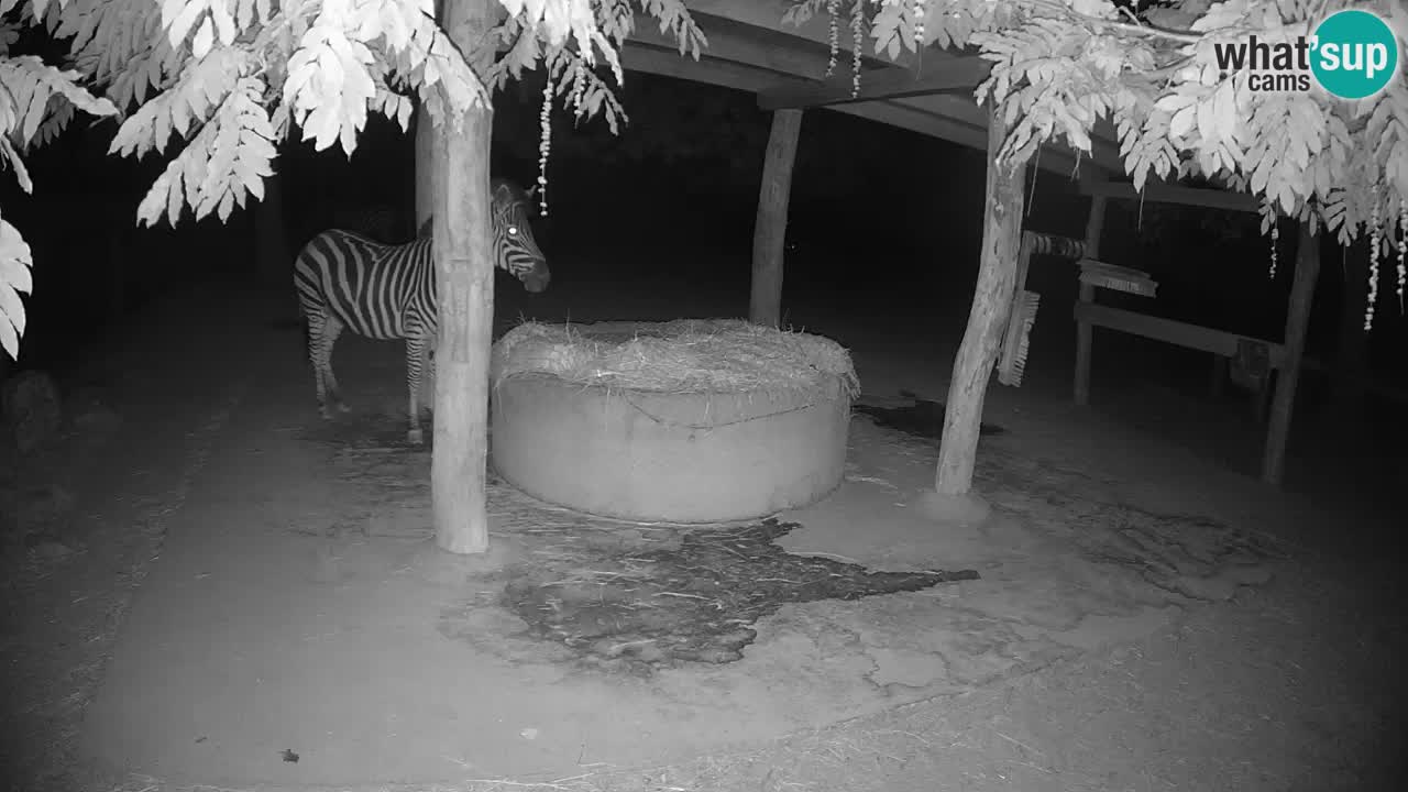 Live webcam Zebras in Ljubljana ZOO – Slovenia