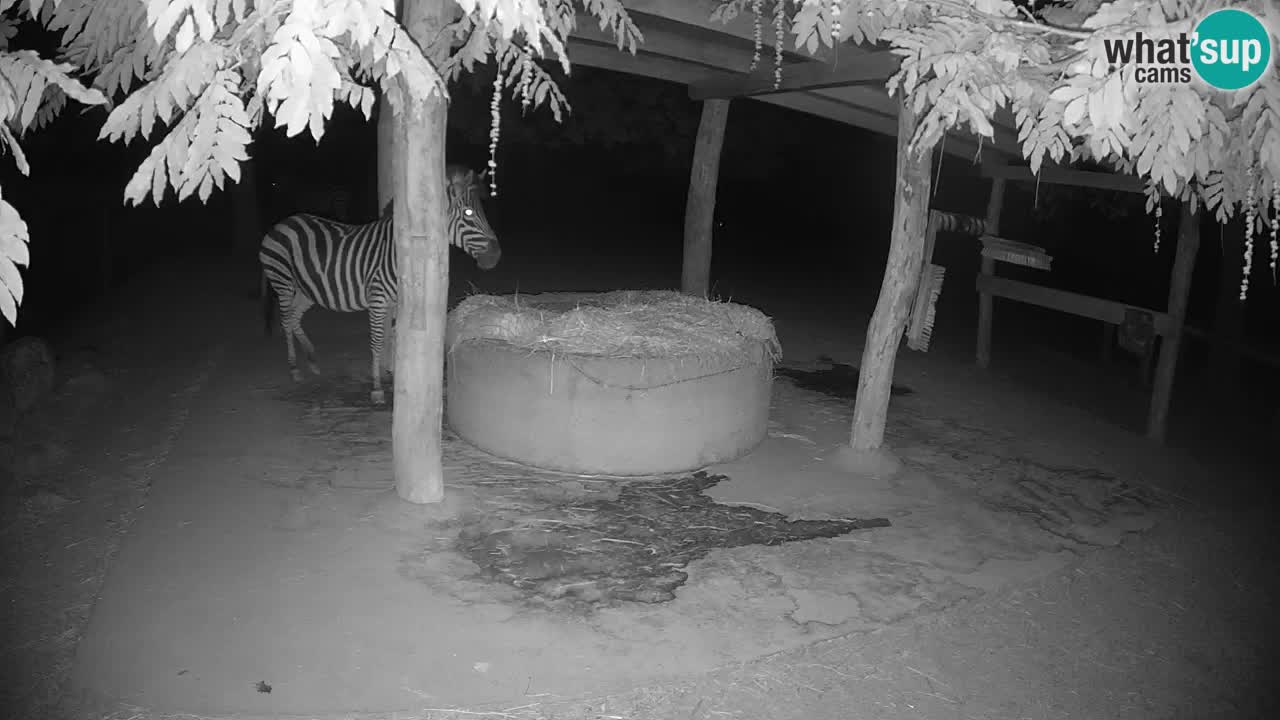 Le Zebre nello ZOO di Ljubljana – Slovenia Live webcam