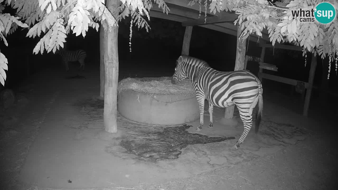 Live webcam Zebras in Ljubljana ZOO – Slovenia