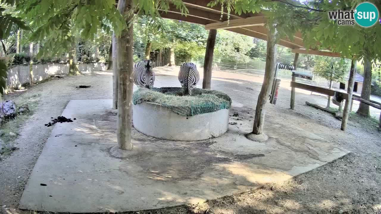 Live webcam Zebras in Ljubljana ZOO – Slovenia