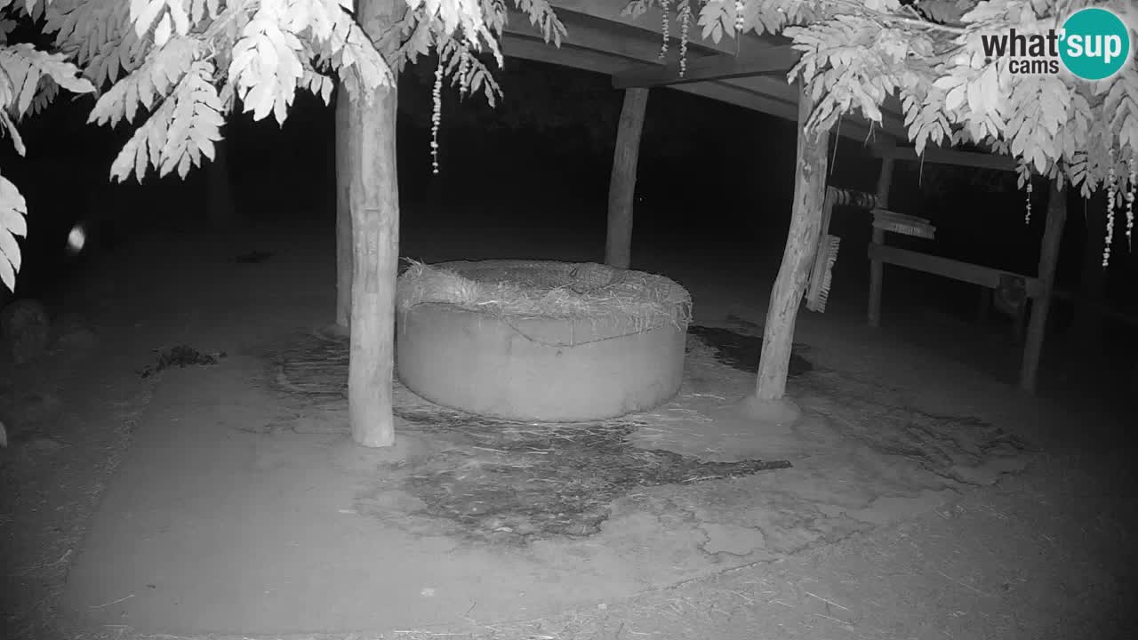 Live webcam Les zèbres in Ljubljana ZOO – Slovénie