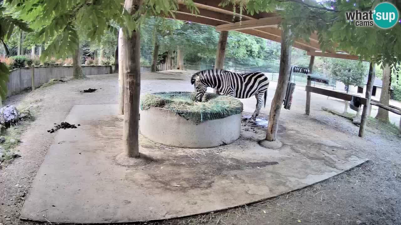Le Zebre nello ZOO di Ljubljana – Slovenia Live webcam
