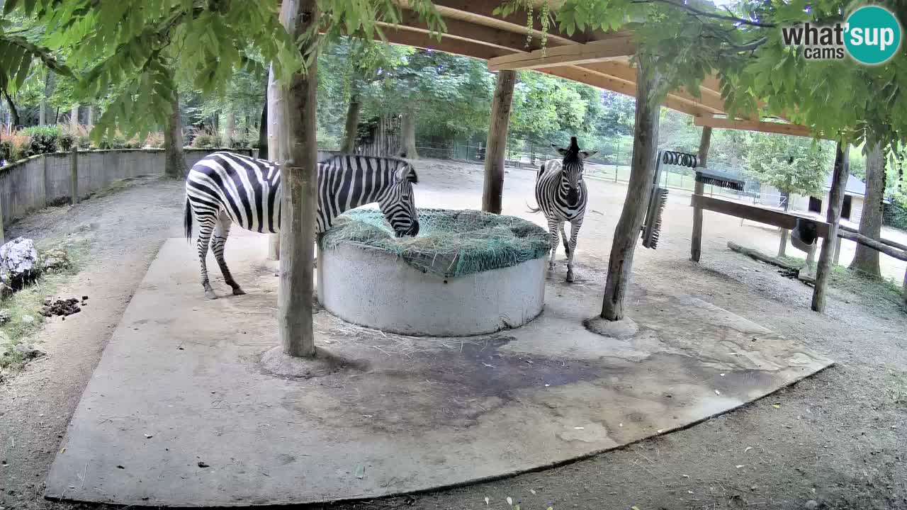 Live webcam Zebras in Ljubljana ZOO – Slovenia